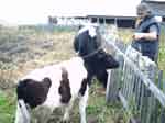 My Brother Yury Skudaev PhD in Physics with two cows